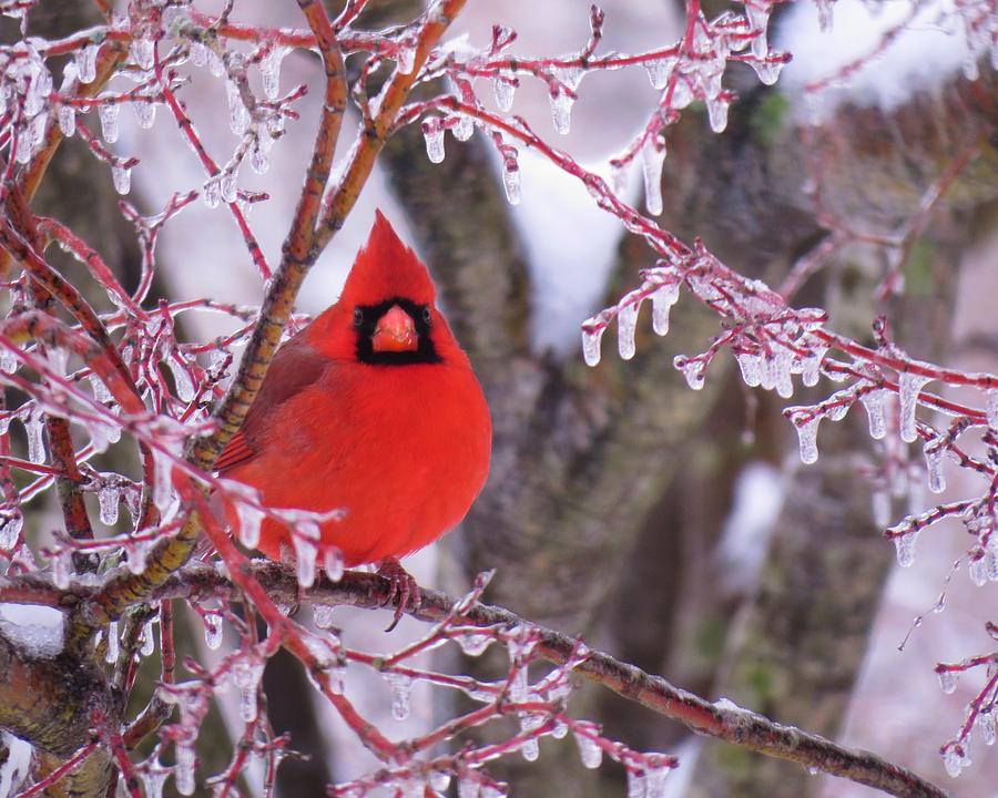 Flaming Red Cardinal Photograph by Chip Gilbert
