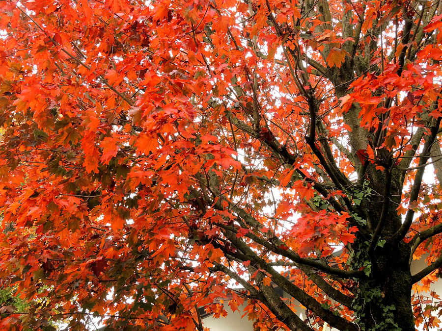 Flaming red Photograph by Guido Strambio | Fine Art America