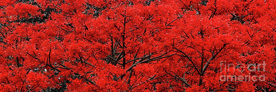 Abstract Photograph - Flaming Red Panorama by Kaye Menner by Kaye Menner