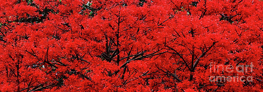 Flower Photograph - Flaming Red Panorama II by Kaye Menner by Kaye Menner
