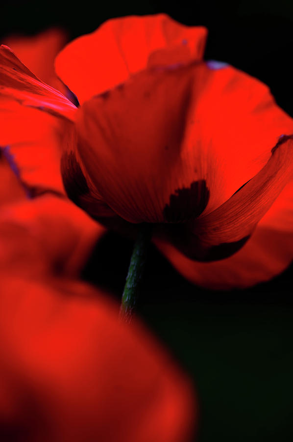 Flaming Red Poppies Photograph by Jenny Rainbow