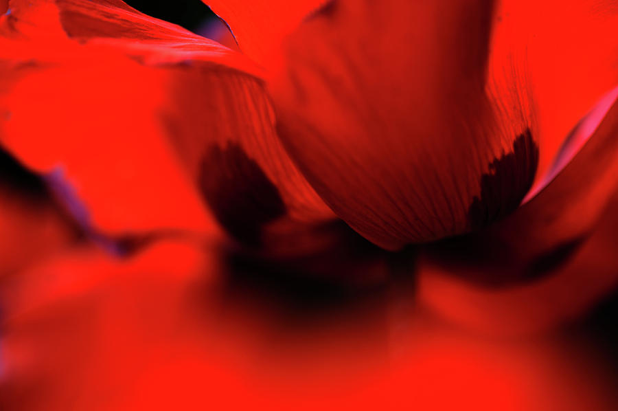 Flaming Red Poppy Photograph by Jenny Rainbow