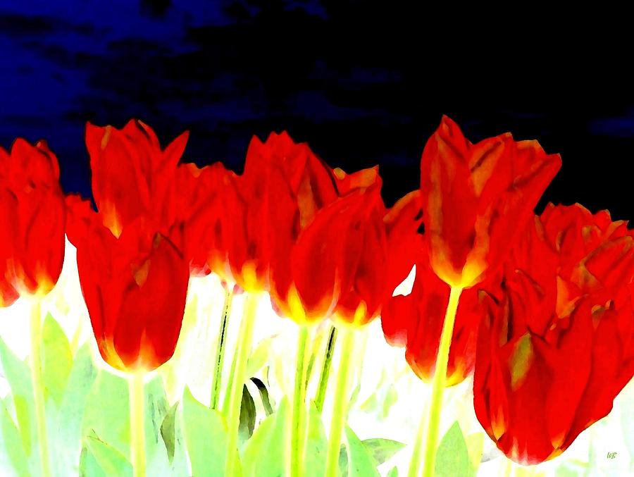 Flaming Red Tulips Digital Art by Will Borden