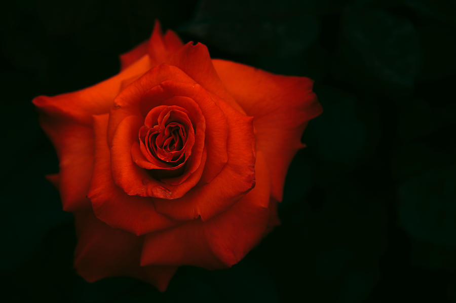 Rose Photograph - Flaming Rose by Jenny Rainbow