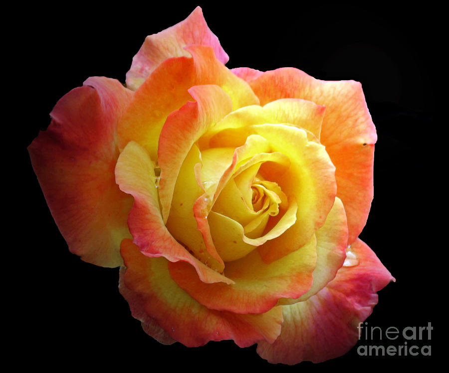 Flaming Rose on Black Photograph by Chris Anderson