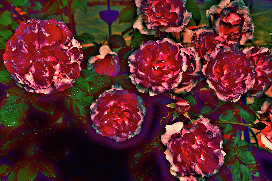 Flaming Roses Photograph by Mick Anderson