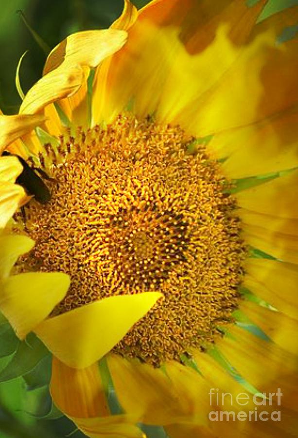 Flaming Sunflower Photograph by Maria Urso