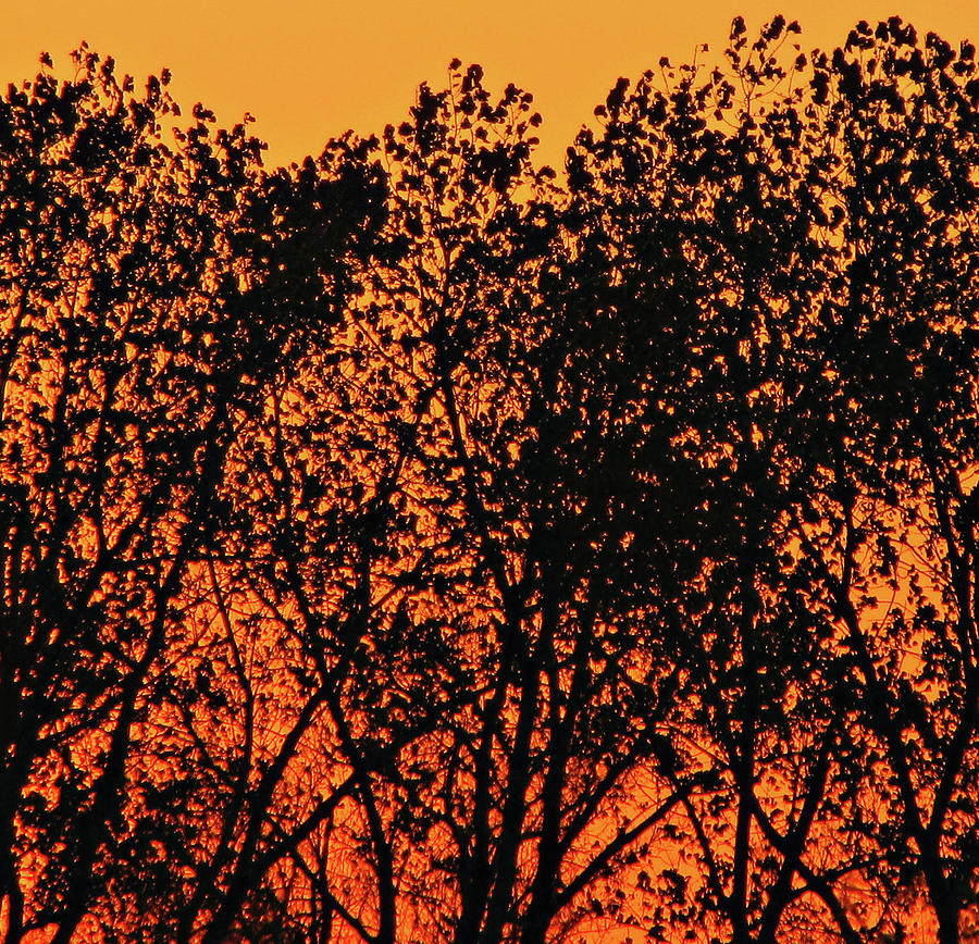 Flaming Sunset Photograph by Tony Grider
