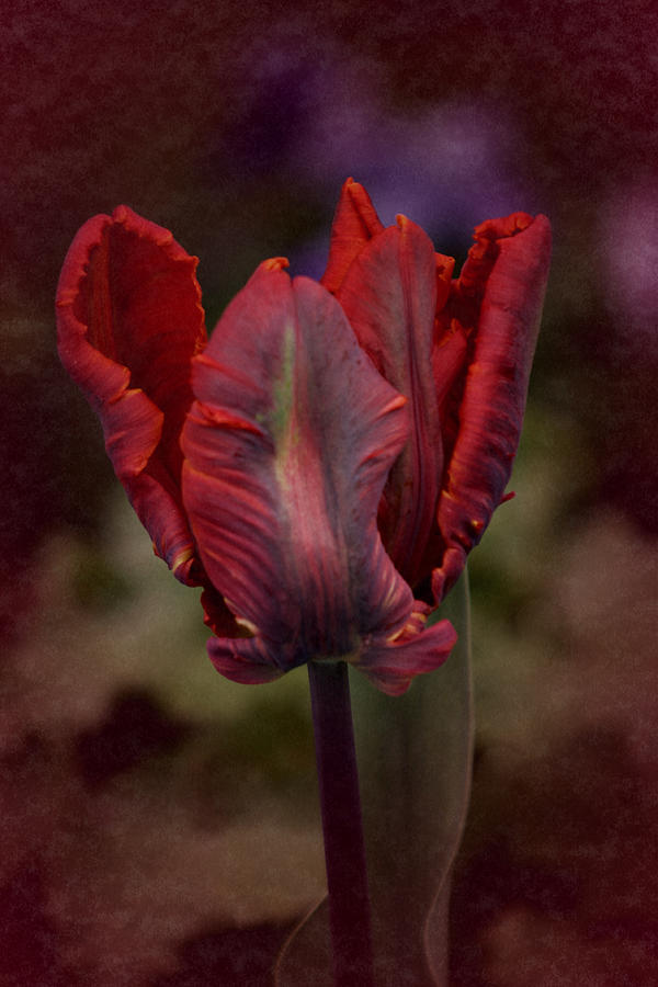 Flaming Tulip Photograph by Richard Cummings