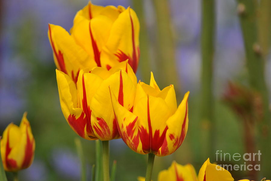 Flaming tulips Photograph by Frank Larkin