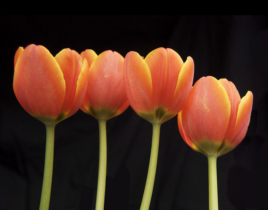 Flaming Tulips Photograph by Michael Peychich - Fine Art America