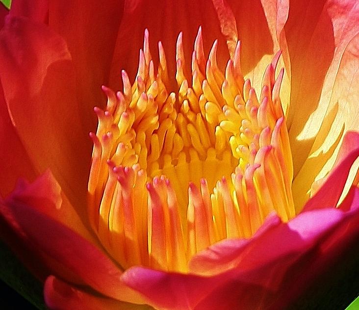 Flaming Water Lily Photograph by Bruce Bley