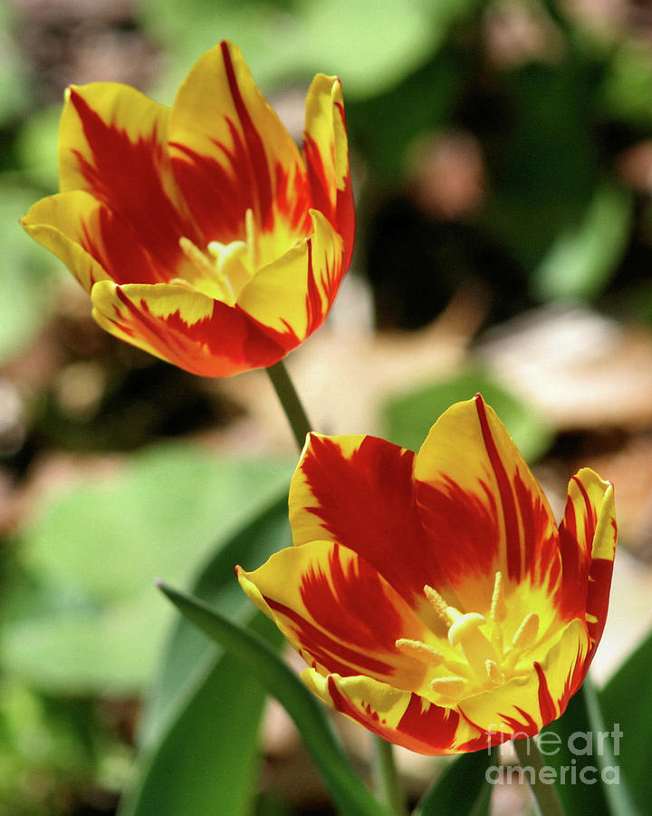 Flaming Yellow Tulips Photograph by Smilin Eyes Treasures