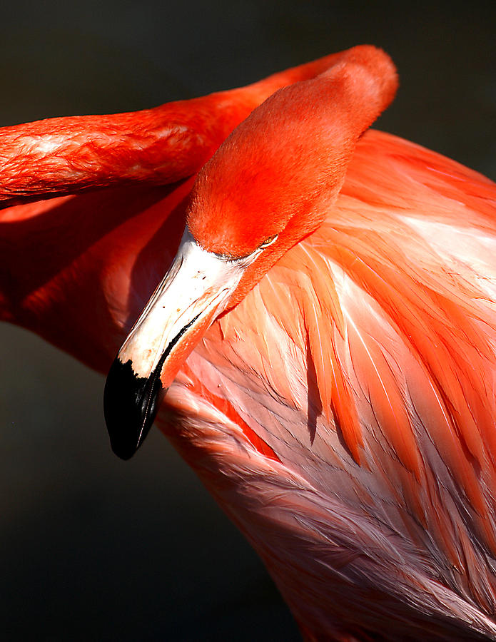 Flamingo - Over The Shoulder Photograph by Joseph Reilly - Fine Art America