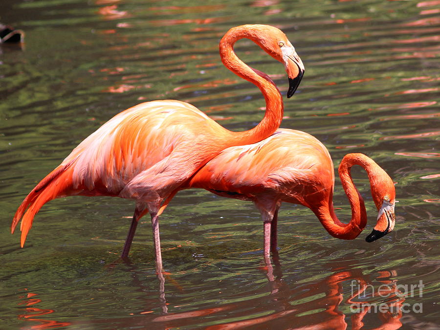 Flamingo 1 Photograph