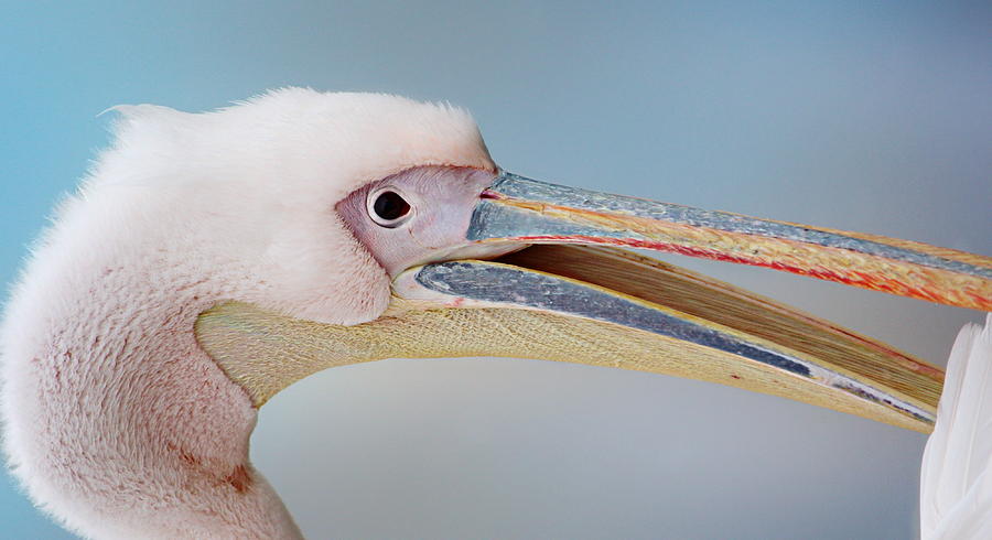 Feather Photograph - Pelican by Heike Hultsch