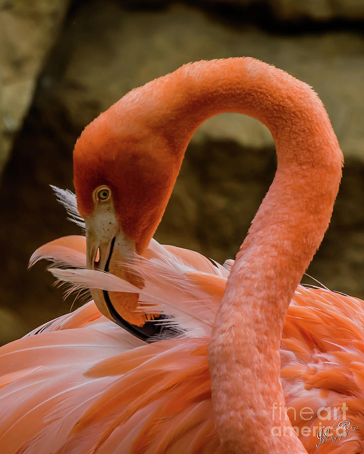 Flamingo 1 Photograph by Jairos Rosiles - Fine Art America