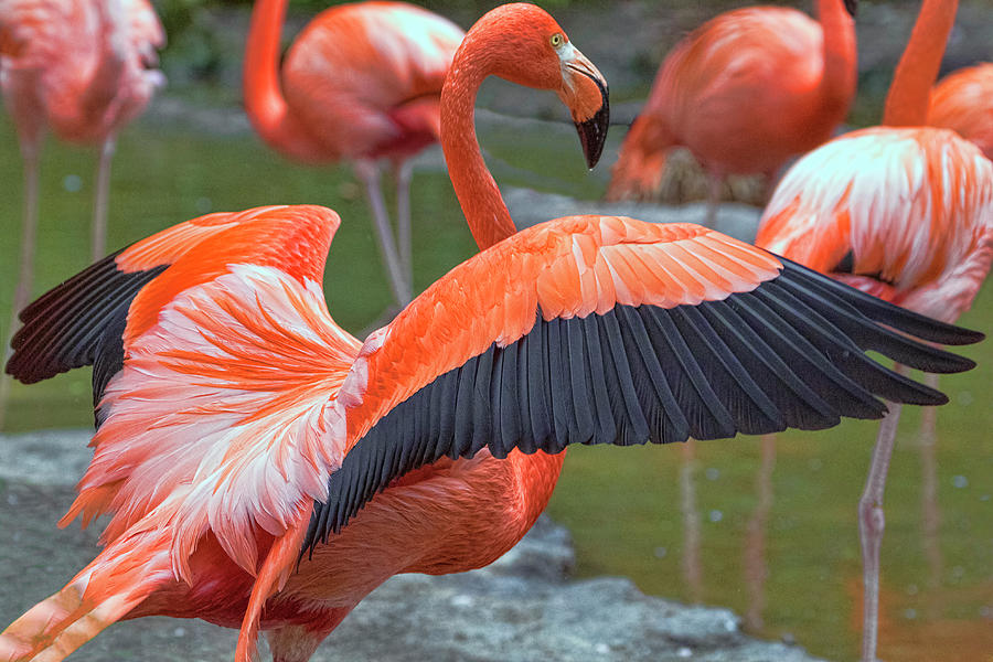 Flamingo 1 Photograph by Nadia Sanowar