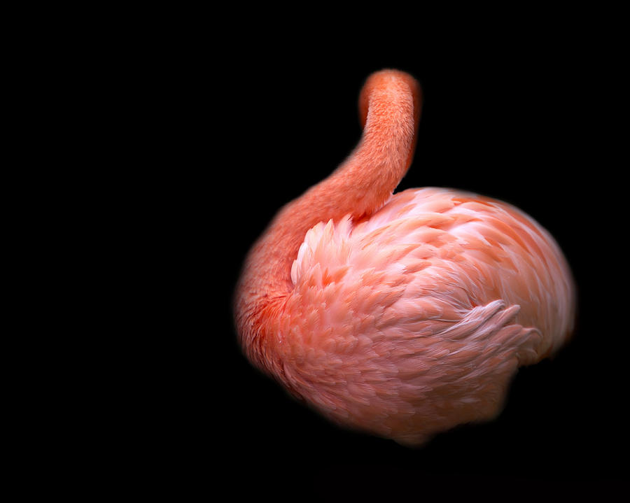 Flamingo 1 Photograph by Rebecca Cozart