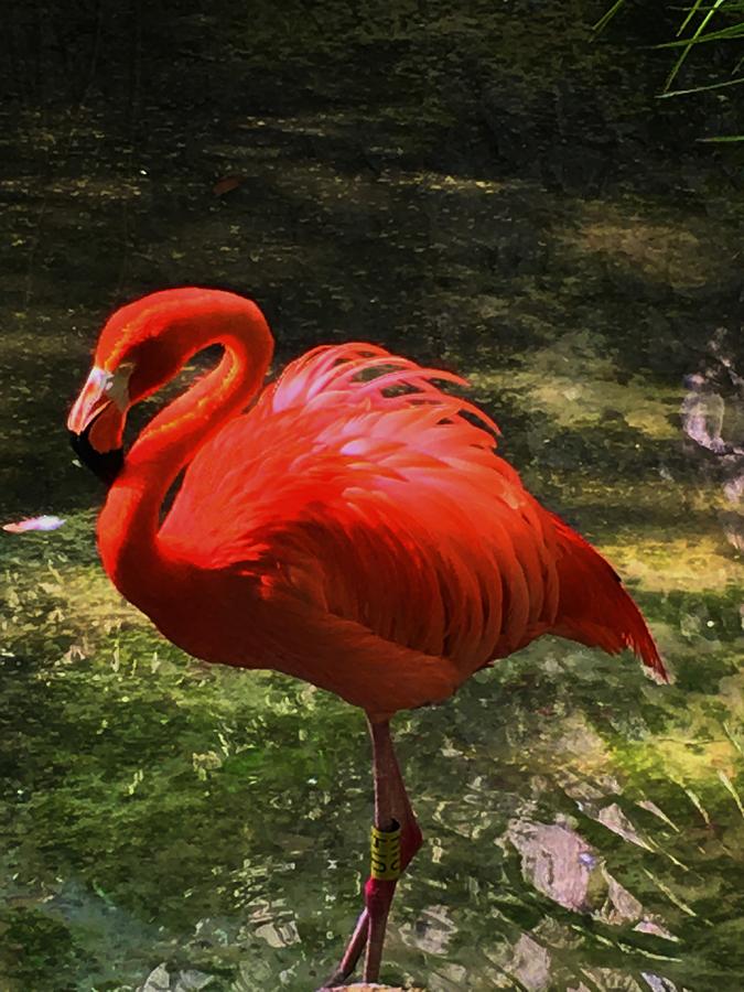 Flamingo 10 Photograph by Vijay Sharon Govender