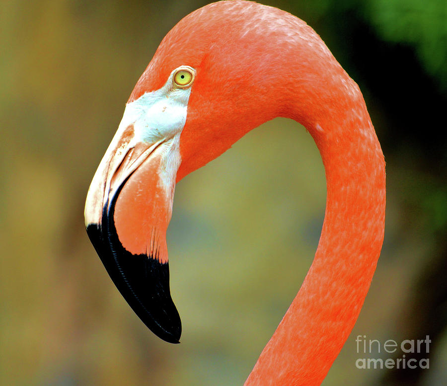 Flamingo Profile Photograph by Debra Kewley