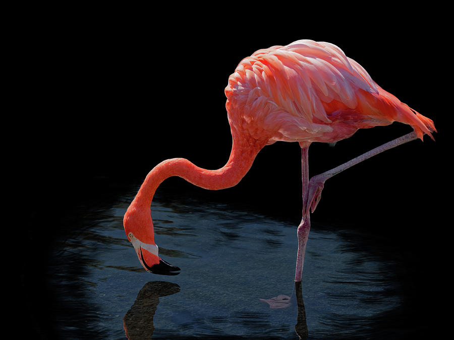 Flamingo 1249 Photograph by Rudy Umans