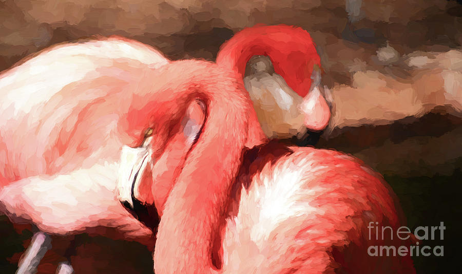 Flamingo 2 Photograph by Andrea Anderegg