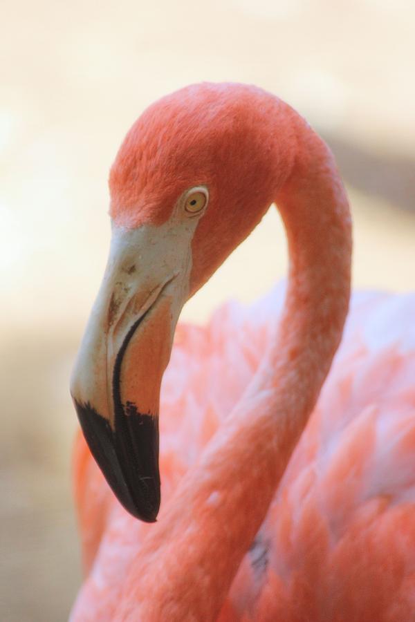 Flamingo 2 Photograph by Elizabeth Budd