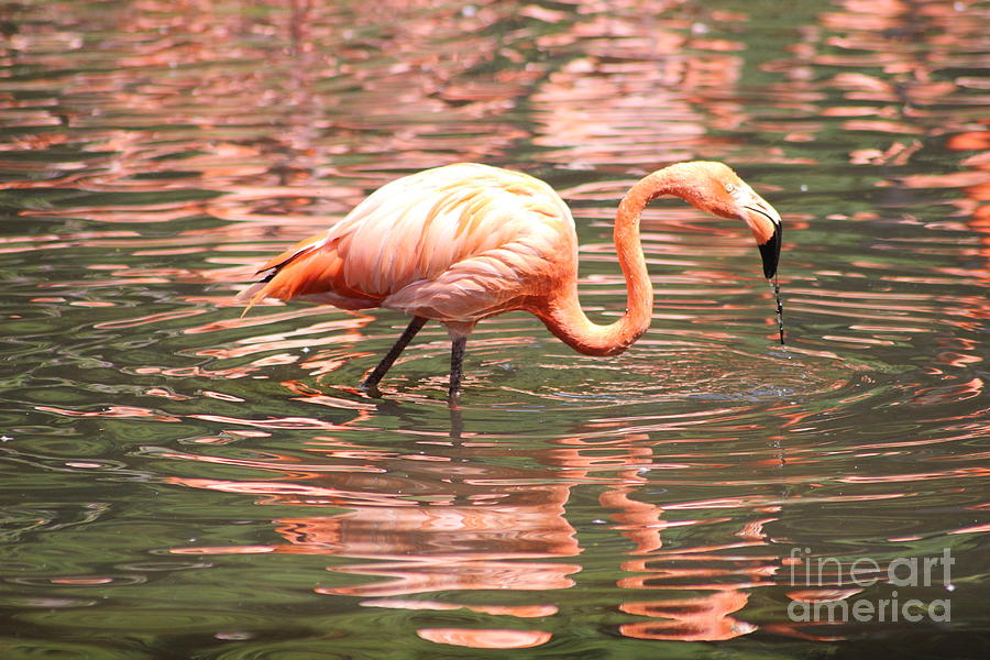 Flamingo 2 Photograph