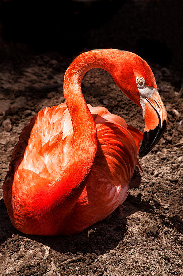 Flamingo 2 Photograph by Frances Ann Hattier