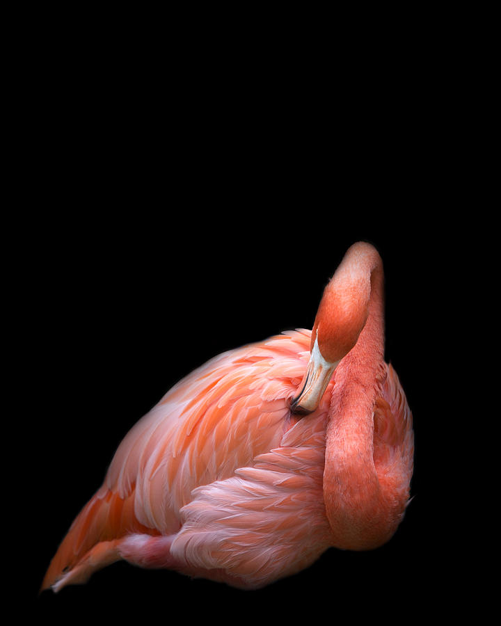 Flamingo Photograph - Flamingo 2 by Rebecca Cozart