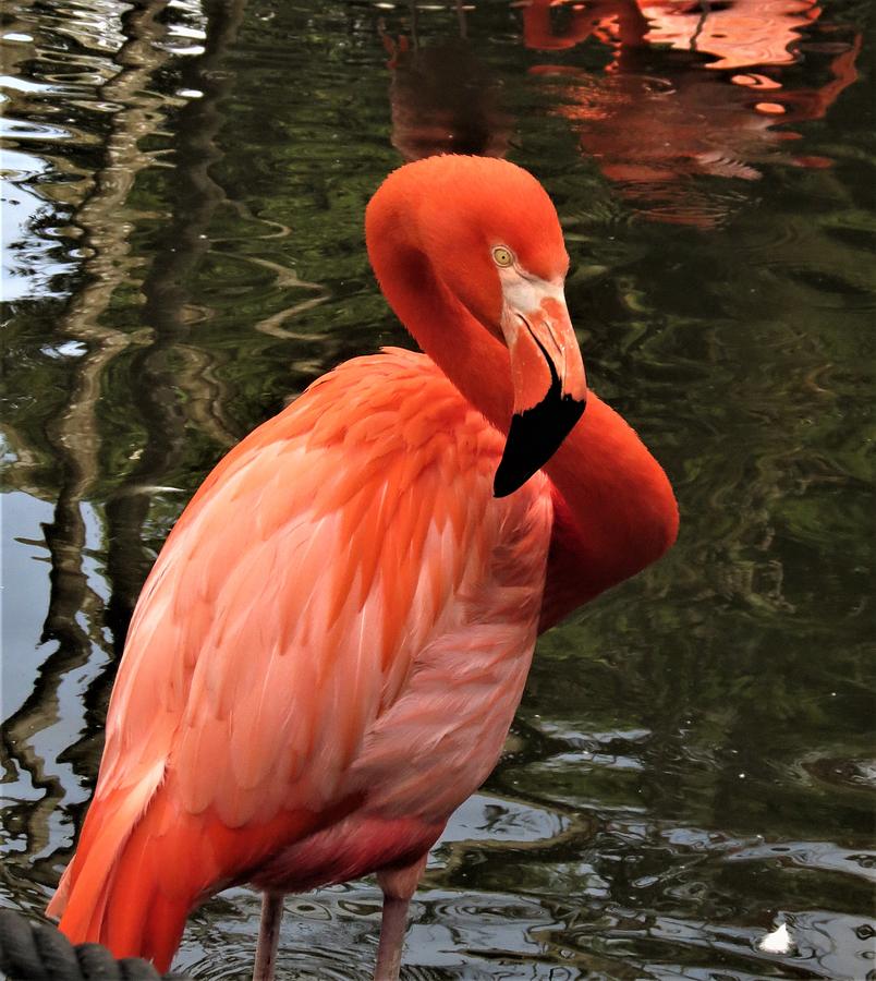 Flamingo 2 Photograph by Vijay Sharon Govender