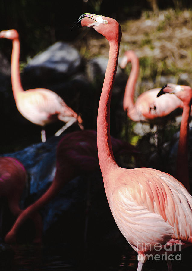 Flamingo 3 Photograph by Andrea Anderegg