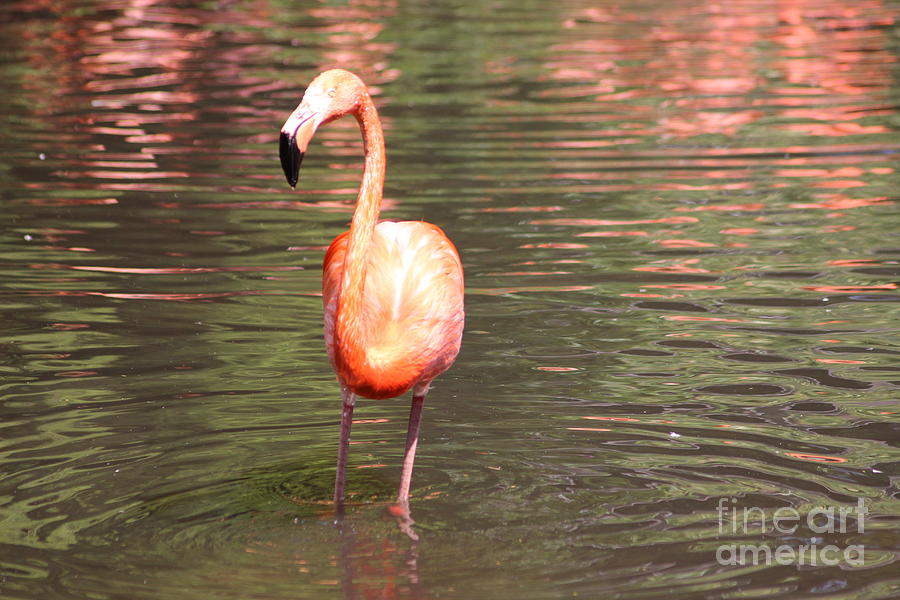 Flamingo 3 Photograph