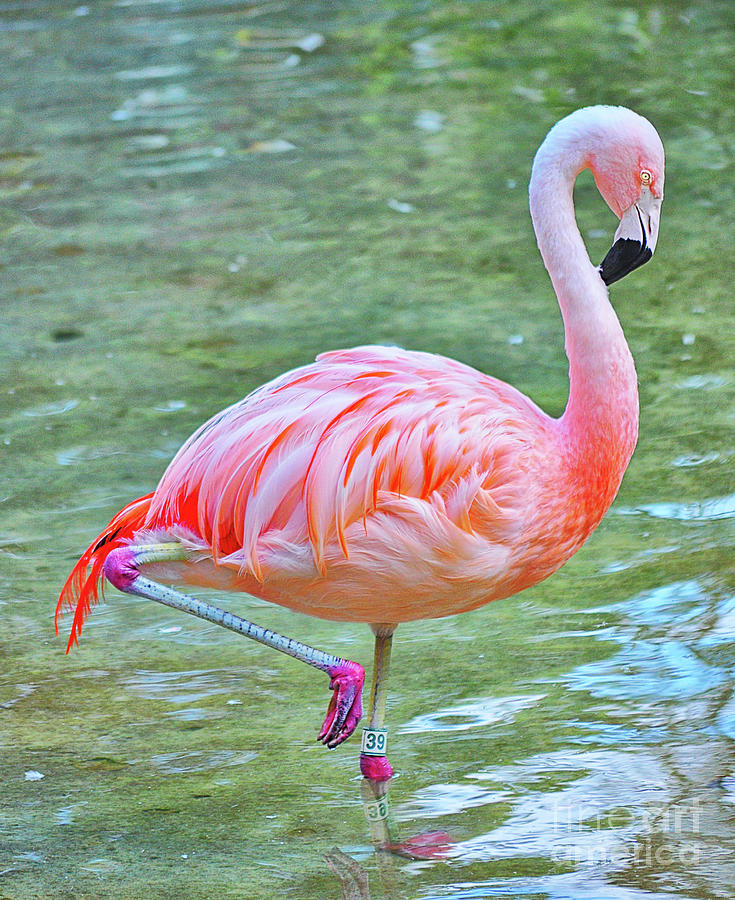 Flamingo 39 Photograph by Frances Ann Hattier