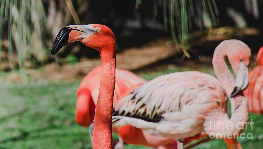 Flamingo 4  Photograph by Andrea Anderegg