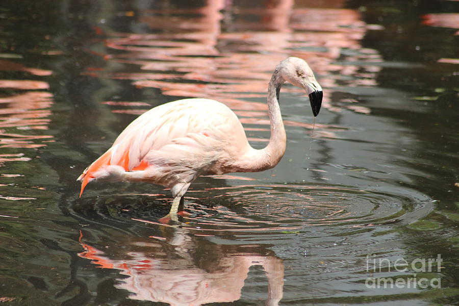 Flamingo 4 Photograph