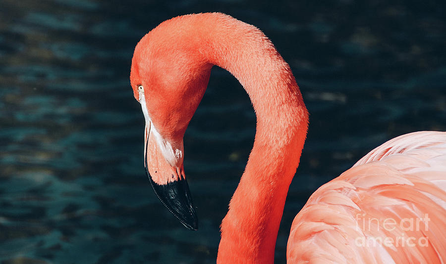 Flamingo 5 Photograph by Andrea Anderegg