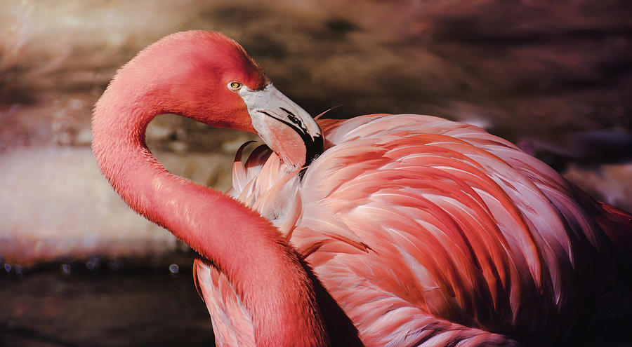 Flamingo 6 Photograph by Andrea Anderegg