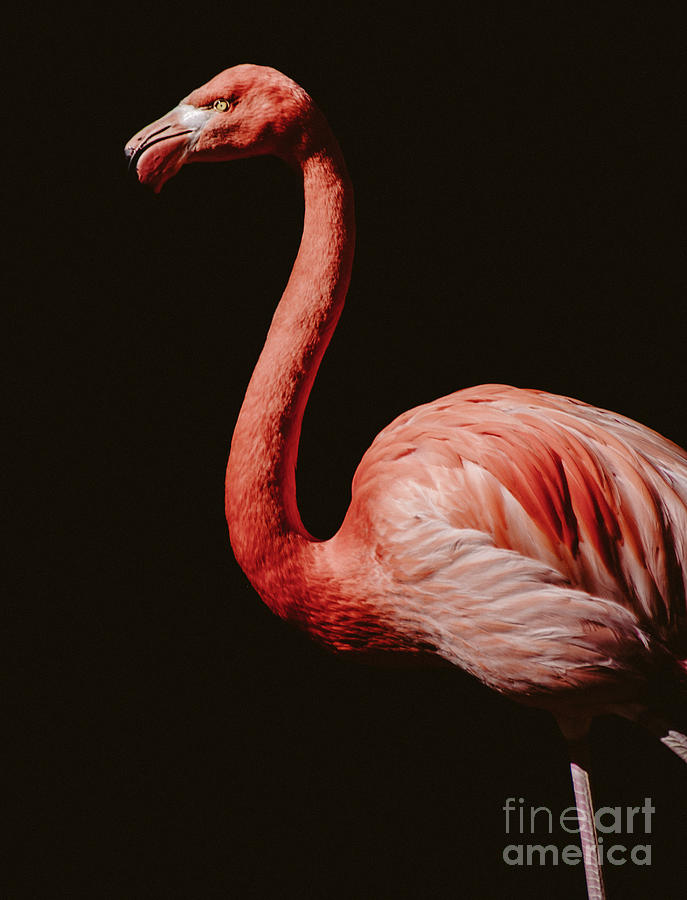 Flamingo 7 Photograph by Andrea Anderegg
