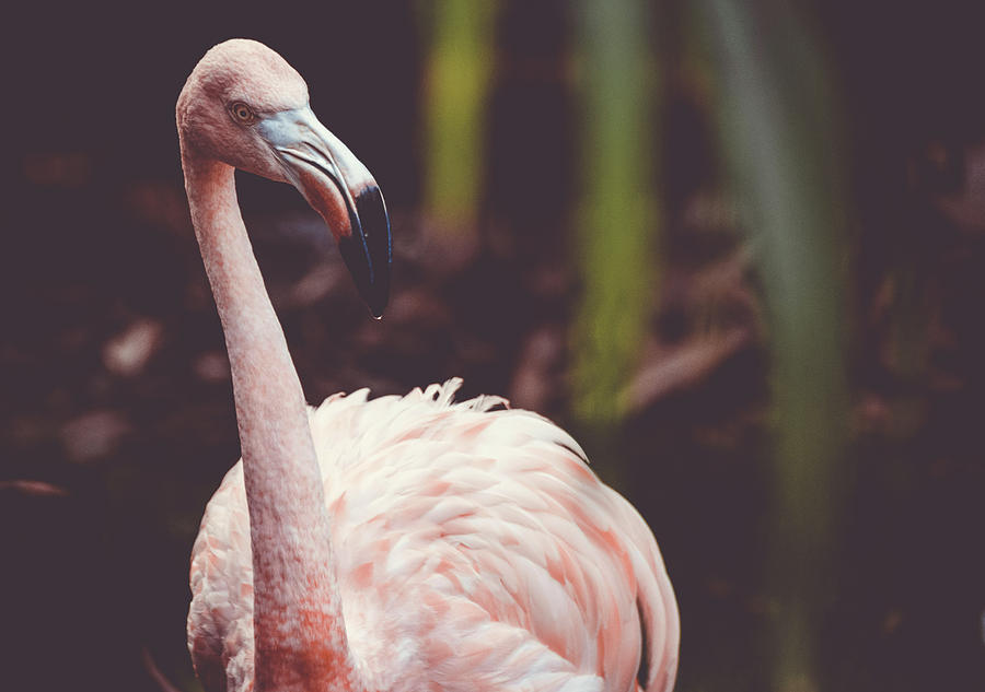  Flamingo 8 Photograph by Andrea Anderegg