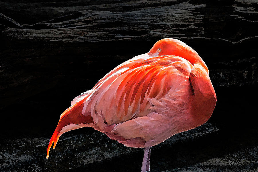 Flamingo - 8331 by G L Sarti Flamingo - 8331 by G L Sarti