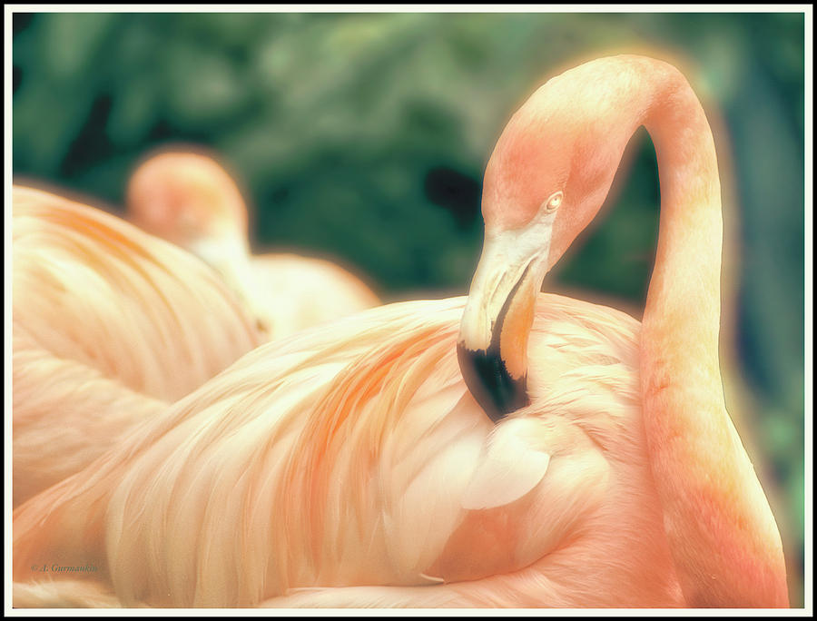Flamingo Digital Art by A Macarthur Gurmankin