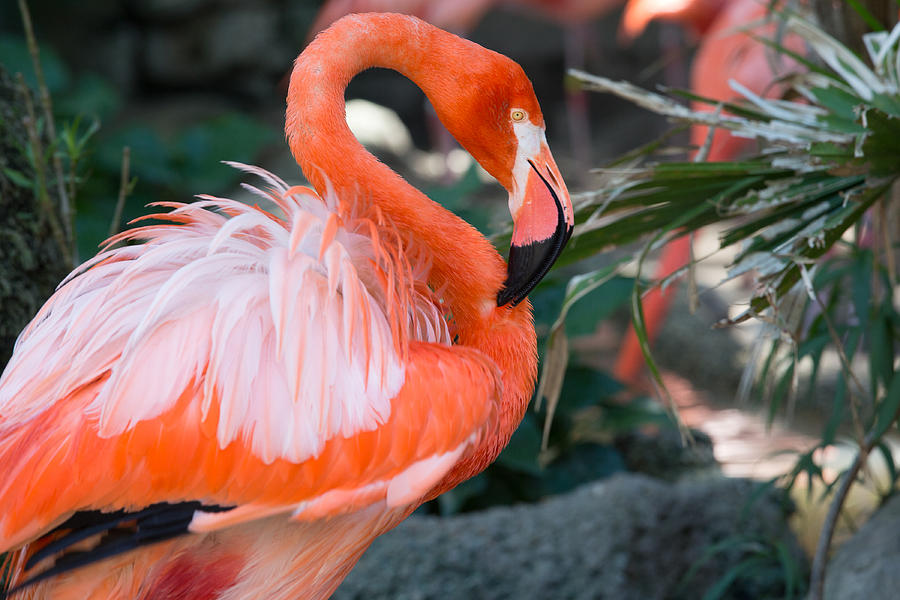 Flamingo Photograph by Allan Morrison