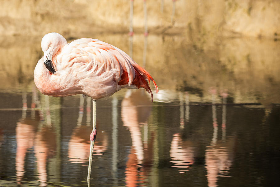 Flamingo Amongst Reflections Photograph by Jemmy Archer