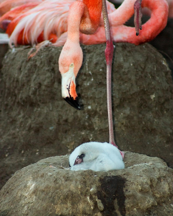 Flamingo and Chick Photograph by Anthony Jones
