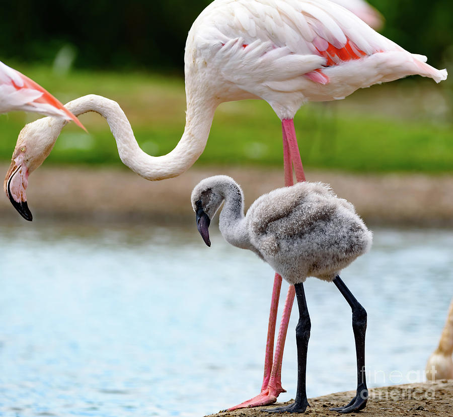 Flamingo and chick Photograph by Colin Rayner