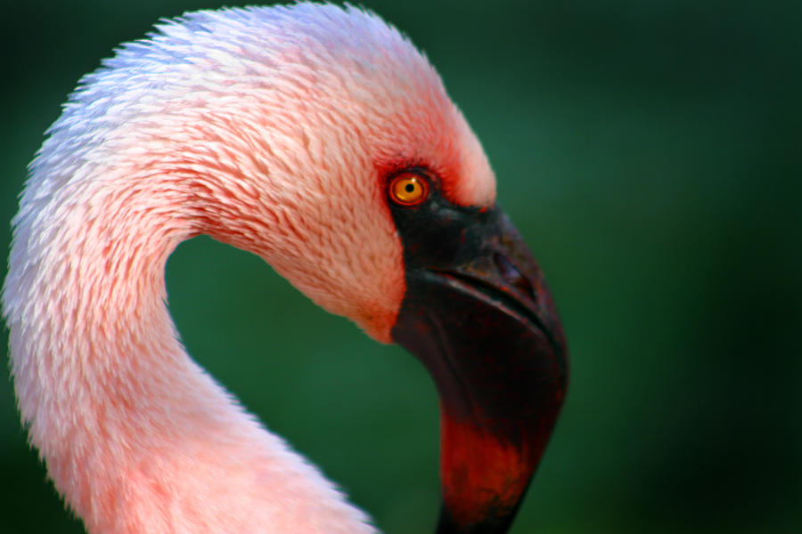 Flamingo Photograph by Anthony Jones