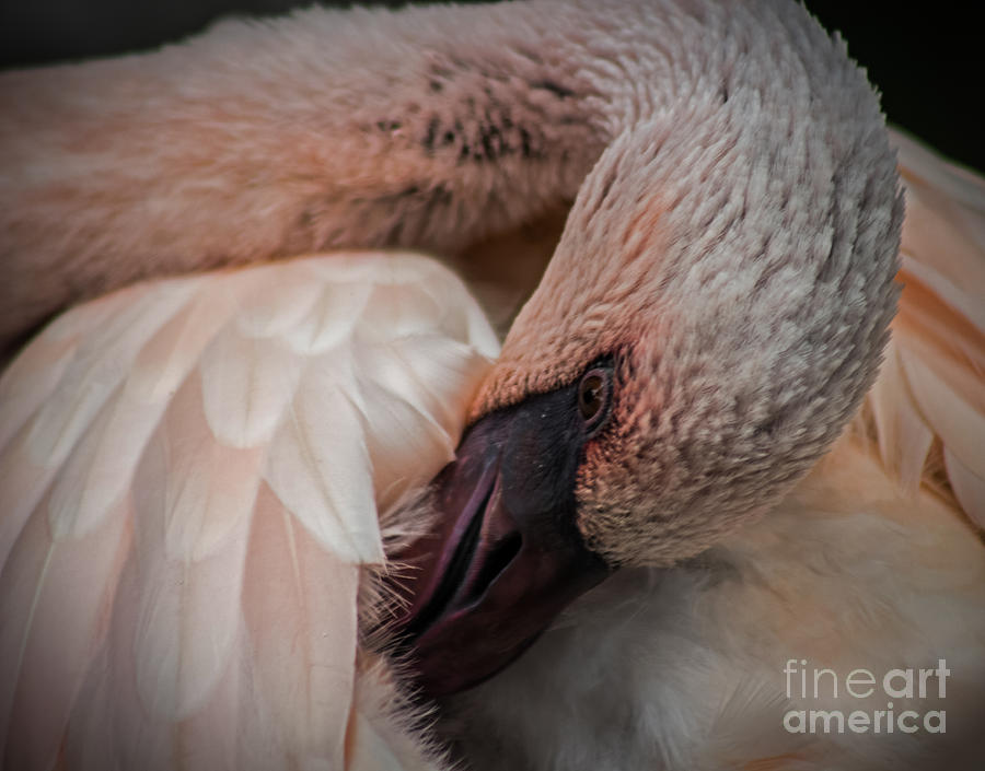 Flamingo Artful Pose Photograph by Toma Caul