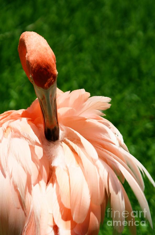 Flamingo at Jungle Gardens XI Photograph by Sheryl Unwin